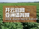 种植基地五(图1)